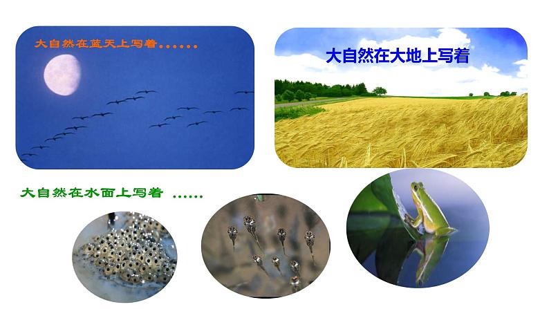 部编版语文八年级下册《大自然的语言》语文课件第3页