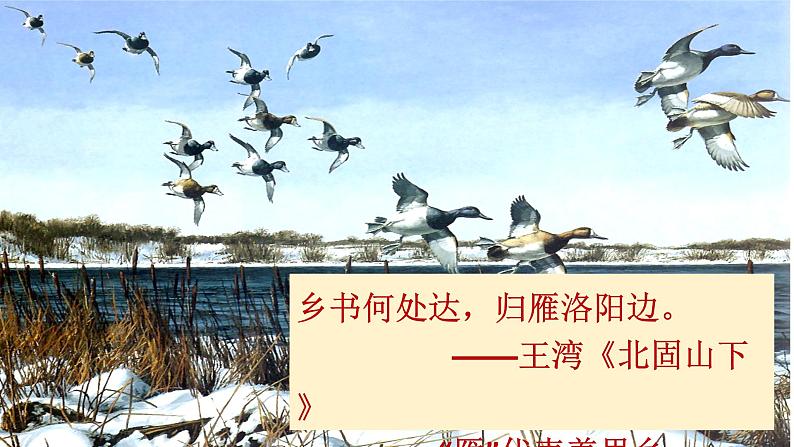 部编版语文八年级下册《大雁归来》语文课件.03