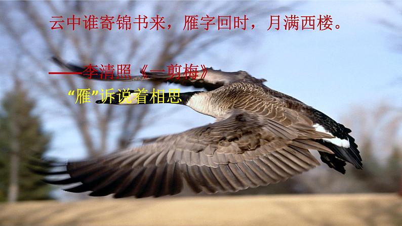 部编版语文八年级下册《大雁归来》语文课件.04