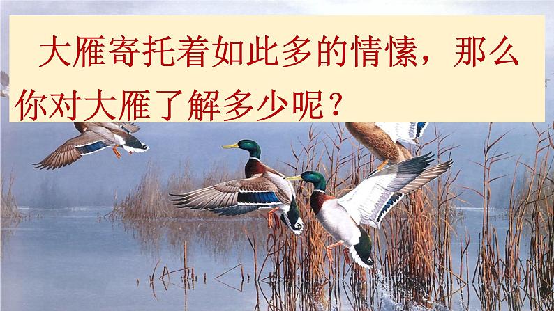 部编版语文八年级下册《大雁归来》语文课件.07