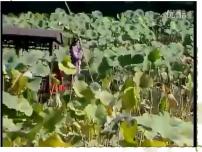 人教部编版九年级上册24* 刘姥姥进大观园授课ppt课件