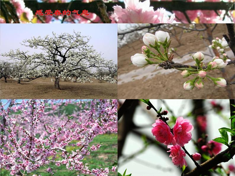 朱自清《春》优秀课件04