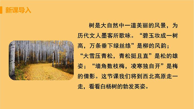 八年级语文上册第四单元凡人真情15白杨礼赞教学课件04