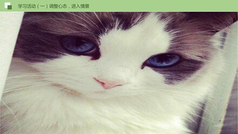 16《猫》课件+思维导图+习题+范读08