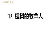 部编版七年级上册语文习题课件 第4单元 13 植树的牧羊人