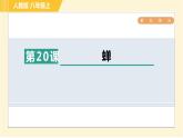 部编版八年级上册语文习题课件 第5单元 20. 蝉