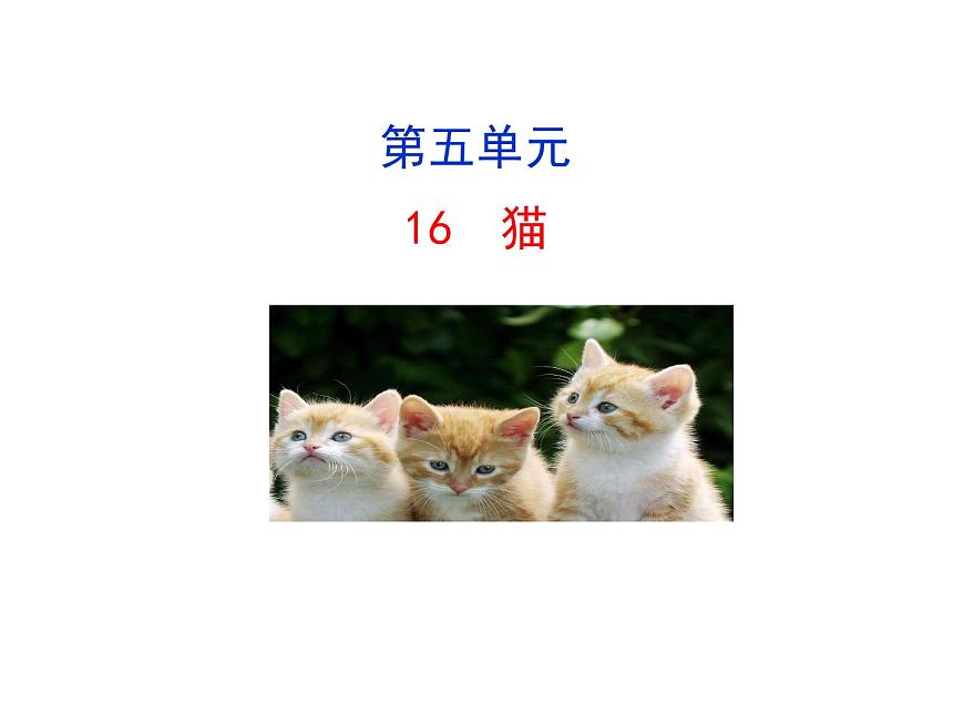 2021-2022学年部编版语文七年级上册16  猫课件PPT第1页