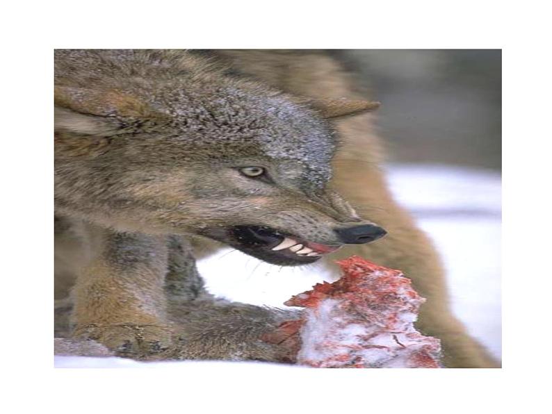 2021-2022学年部编版语文七年级上册18  狼课件PPT03