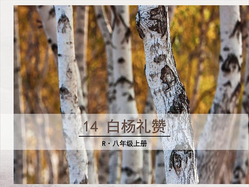 人教部编版语文八年级上册第15课《白杨礼赞》课件（共24张PPT）03
