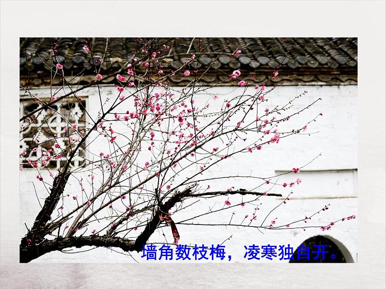 人教部编版语文八年级上册第15课《白杨礼赞》课件（共24张PPT）第2页