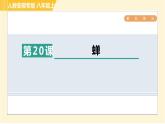 部编版八年级上册语文习题课件 第5单元 20. 蝉