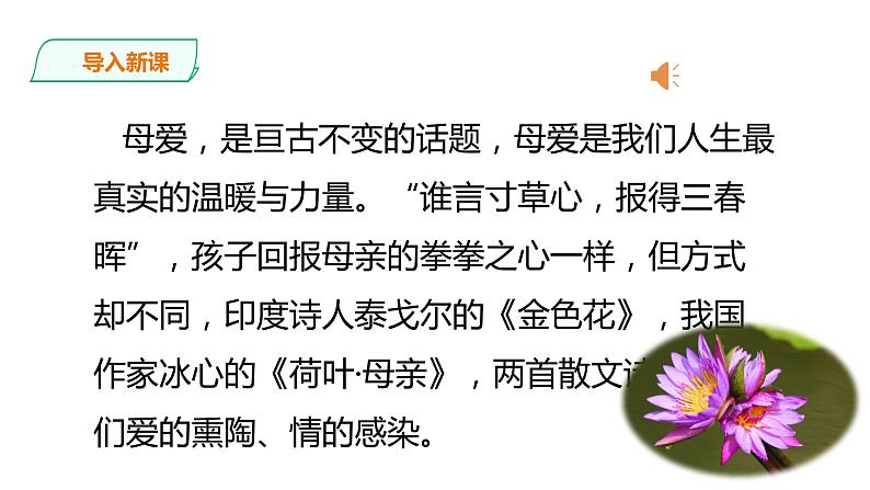2021-2022学年部编版七年级上册语文荷叶母亲课件PPT01