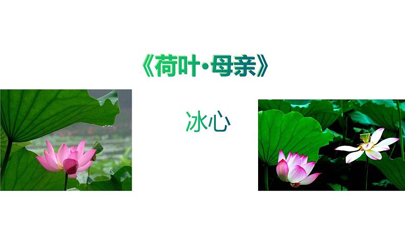 2021-2022学年部编版七年级上册语文荷叶母亲课件PPT02
