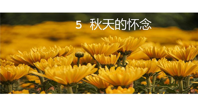 2021-2022学年部编版七年级上册语文5.《秋天的怀念》1课件PPT02