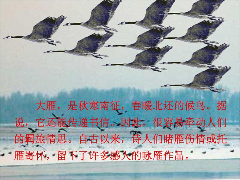 大雁归来ppt第2页