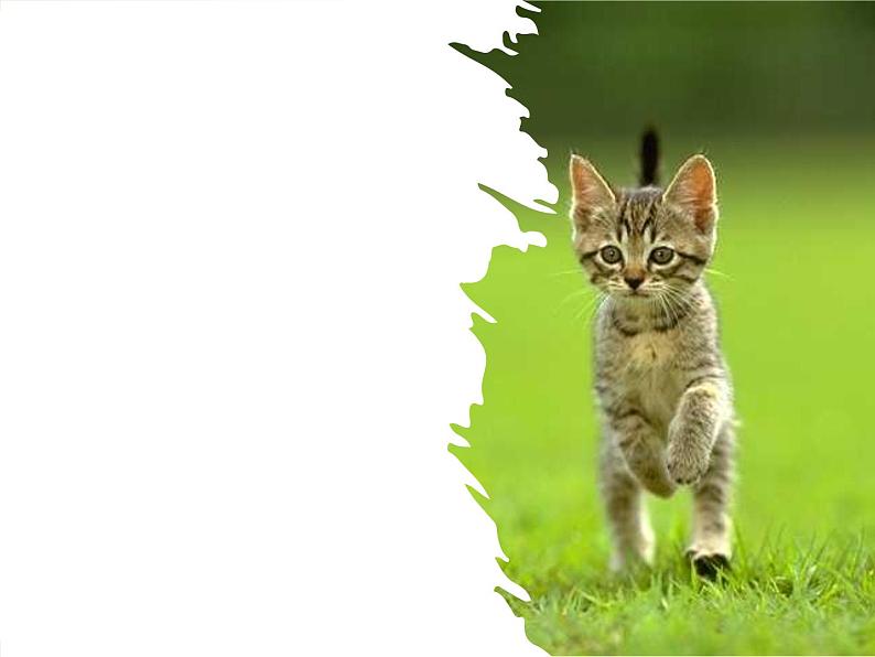 第十六课《猫》七年级上册语文第五单元随堂课件03