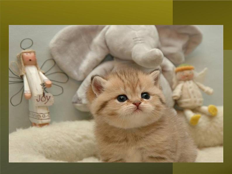 第十六课《猫》七年级上册语文第五单元随堂课件05