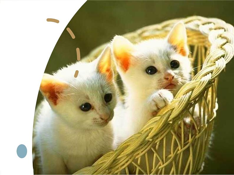 第十六课《猫》七年级上册语文第五单元随堂课件08