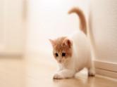 16猫  ppt