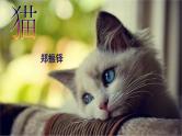 16猫  ppt