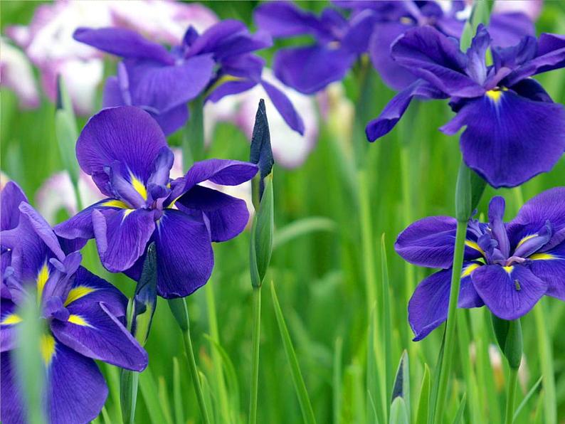 人教部编八年级上册课件短文两篇3第5页