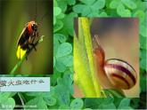 人教部编八年级上册课件名著导读 《昆虫记》4