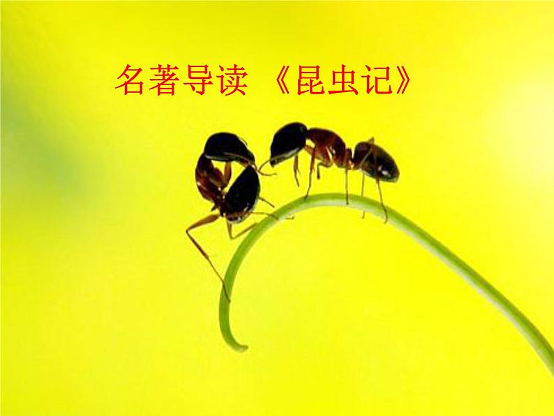人教部编八年级上册课件名著导读《昆虫记》 301
