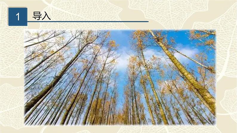 部编版八年级上册《白杨礼赞》语文课件03