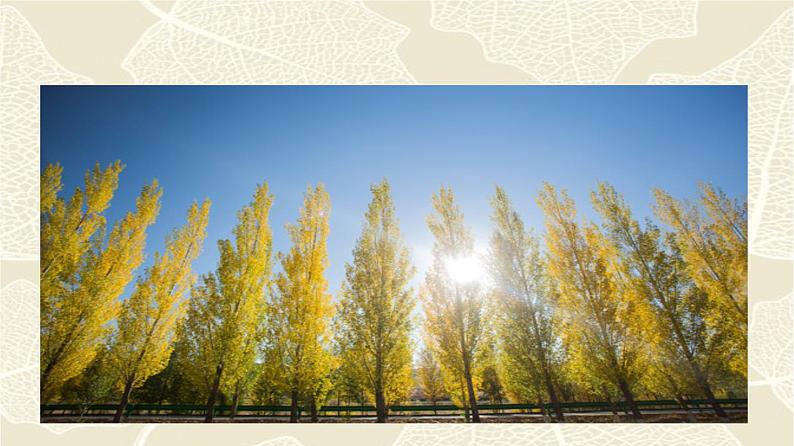 部编版八年级上册《白杨礼赞》语文课件04