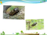 初中语文人教部编版八年级上册19* 蝉教学ppt课件