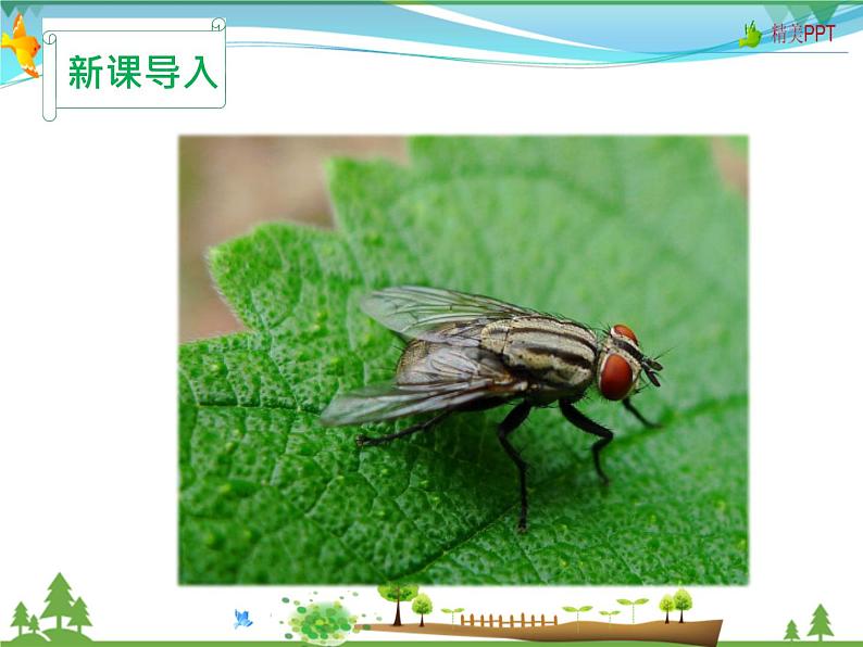 人教版 八年级语文上册  第五单元  名著导读《昆虫记》 科普作品的阅读课件PPT第2页