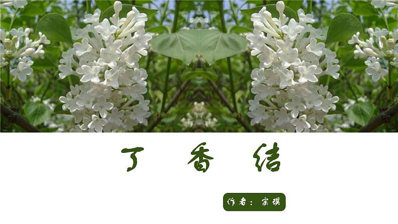 语文部编版五四制六年级上册一单元《丁香结》优秀教案课件PPT第1页