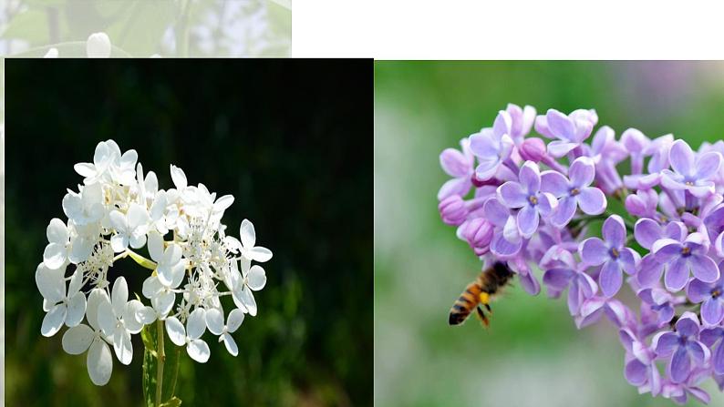 语文部编版五四制六年级上册一单元《丁香结》优秀教案课件PPT第2页