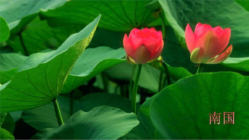 部编版八年级上册语文--三单元写作：学习描写景物课件第7页