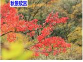 部编版八年级上册语文--四单元写作 语言要连贯课件PPT