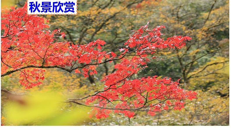 部编版八年级上册语文--四单元写作 语言要连贯课件PPT05