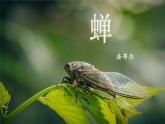 部编版八年级上册语文--20 蝉课件