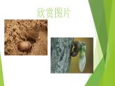 部编版八年级上册语文--20 蝉课件