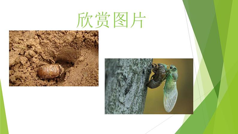 部编版八年级上册语文--20 蝉课件02