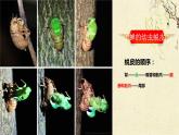 部编版八年级上册语文--20 蝉课件