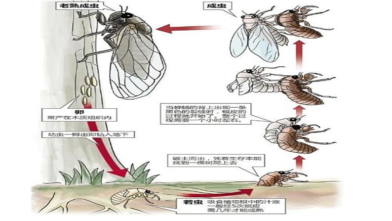 部编版八年级上册语文--20 蝉课件06