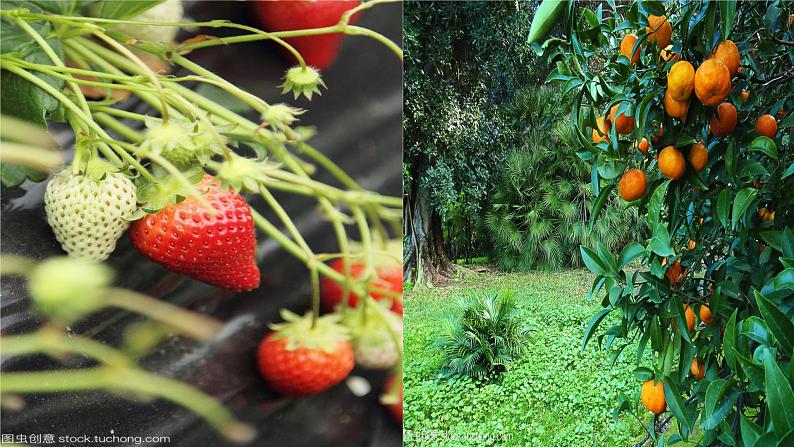 第一单元写作热爱生活，热爱写作 课件-部编版七年级上册第6页