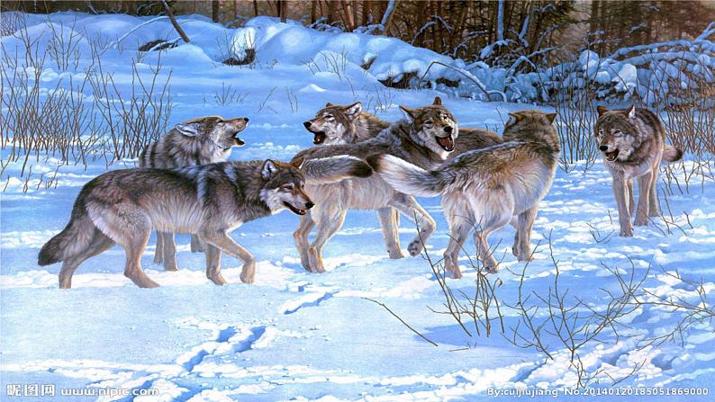 18.狼 课件+教案+同步测试题-部编版七年级语文上册01