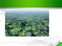 初中语文人教部编版八年级上册11* 与朱元思书图片ppt课件