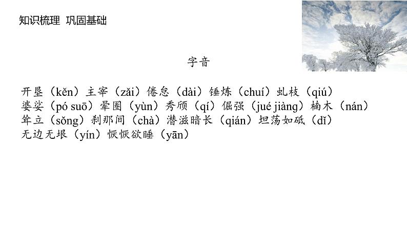 《白杨礼赞》课件PPT+教案+练习04