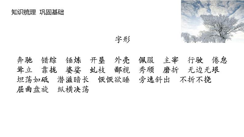 《白杨礼赞》课件PPT+教案+练习05