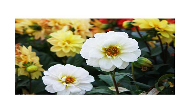 1.5我看 课件 2021-2022学年部编版（五四学制）语文九年级上册07