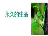 八年级上册语文--《永久的生命》课件PPT