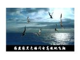 1.4 海燕 课件 2021-2022学年部编版（五四学制）语文九年级下册
