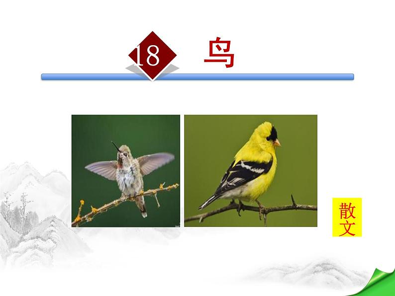 部编版语文七年级上册第五单元18《鸟》ppt课件（共34张）01
